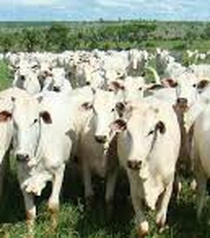 Emater vai estimular bovinocultura de leite e corte 