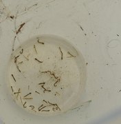 Alagoas já registra mais de sete mil casos e uma morte por dengue; Sesau faz alerta