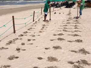 Prefeitura inicia plantio de salsa na Praia de Maragogi