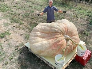 Abóbora gigante de 1,2 tonelada bate recorde mundial