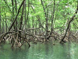 Alagoas debate preservação de manguezais e ecossistema da região
