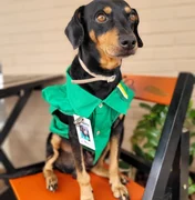 Cão que foi abandonado é 'promovido' de frentista a gerente em MT