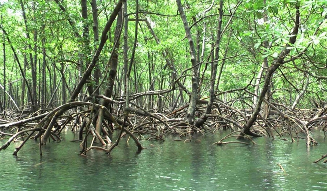 Alagoas debate preservação de manguezais e ecossistema da região