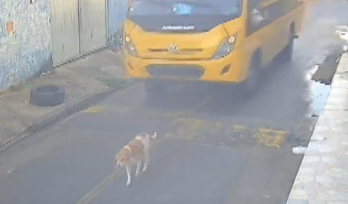 Cachorro é atropelado por ônibus escolar no município de Marechal Deodoro