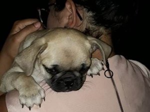 Filhote de cachorro levado de dentro de residência é encontrado