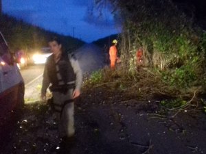 Árvore tomba em rodovia de Matriz de Camaragibe