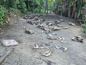 Matadouro clandestino com ossadas e restos de animais é encontrado em Joaquim Gomes