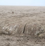 Tartaruga é achada em decomposição na Praia de Maragogi