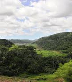 Desmatamento da Mata Atlântica em Alagoas cai em 2023
