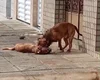 Cão de rua é morto após ataque de pitbulls no bairro da Ponta Grossa, em Maceió