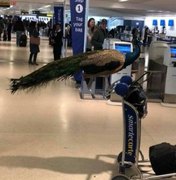 Mulher leva pavão para viagem, mas animal é barrado em aeroporto dos EUA