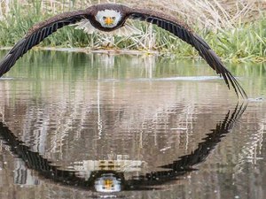 A incrível foto de águia que viralizou e surpreendeu fotógrafo amador