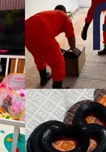 Cobra muçurana é encontrada dentro de cercadinho de bebê em Penedo