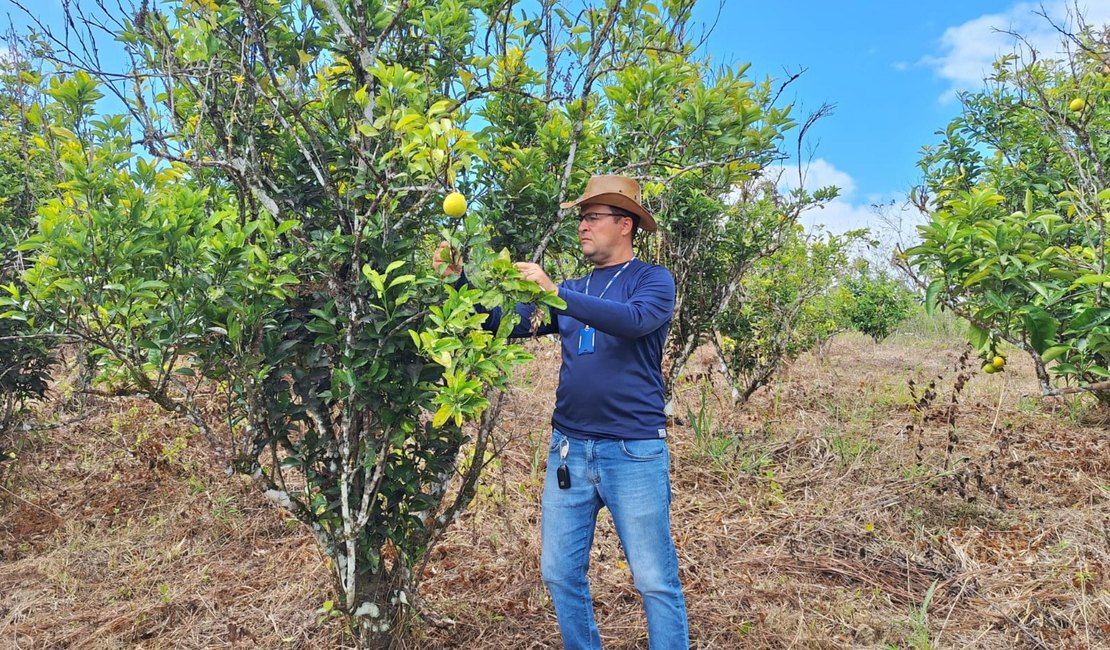 Adeal realiza trabalho de campo para manutenção da área livre de doença que atinge a laranja