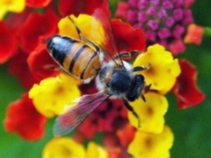 Desenvolve debate criação de sistema de rastreabilidade da própolis vermelha