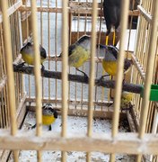 Dezenas de pássaros silvestres são apreendidos em feira livre de Maceió