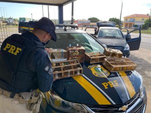 Motorista de caminhão é preso com 16 pássaros silvestre em São Sebastião 