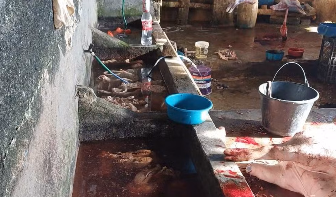 Urubus, insalubridade e risco à saúde: abatedouro clandestino é fechado em União dos Palmares