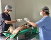 Santana do Ipanema lança Programa Municipal de Castração de Cães