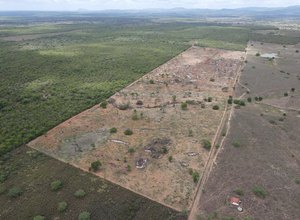 Operação flagra e embarga 700 hectares de desmatamento no bioma Caatinga