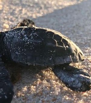 Começa período de reprodução de tartarugas no litoral alagoano; população deve ficar atenta