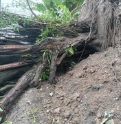 Árvore desaba em quintais de residências em Porto Calvo