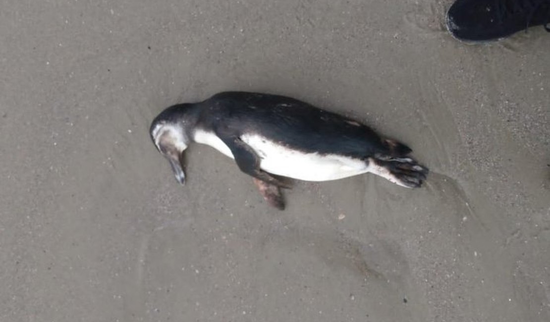 Pelo menos 20 pinguins são encontrados mortos no litoral gaúcho e catarinensega
