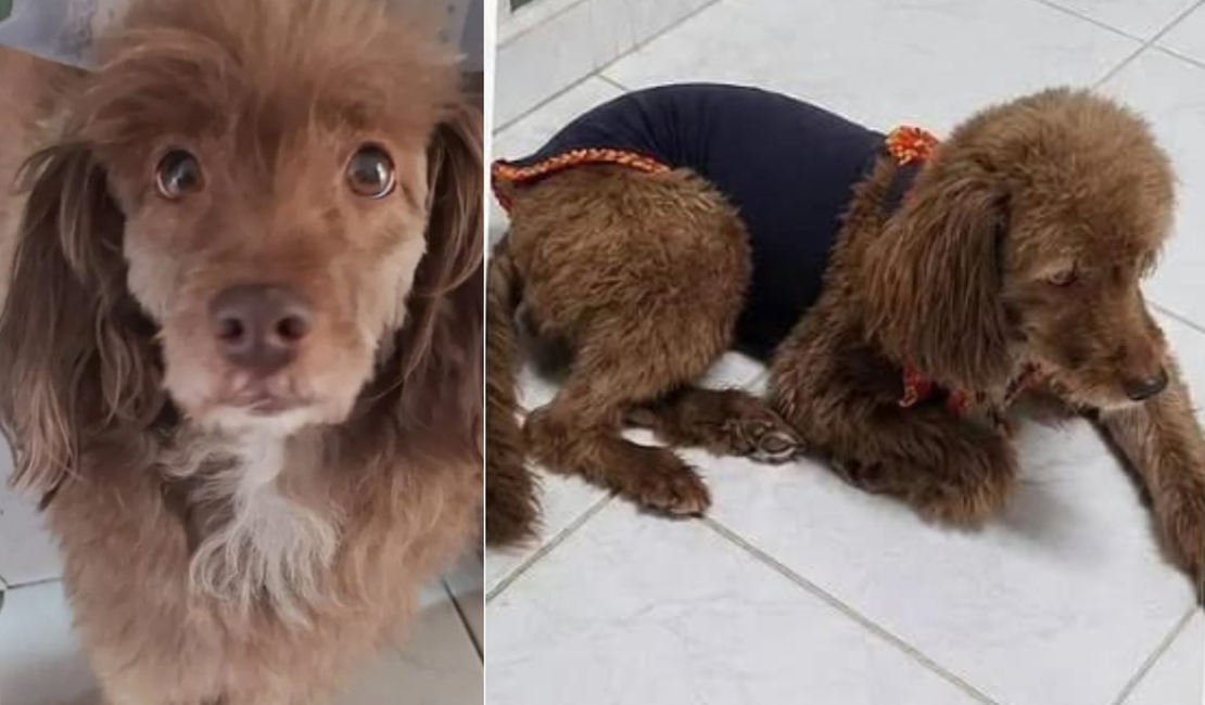 Recompensa de R$ 500: família busca cadelinha desaparecida em Arapiraca