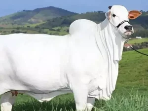 Avaliada em R$ 21 milhões, vaca mais cara do mundo é brasileira