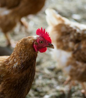 Homem tenta furtar parafusadeira e usa galinha para esconder o objeto em Palmeira dos Índios