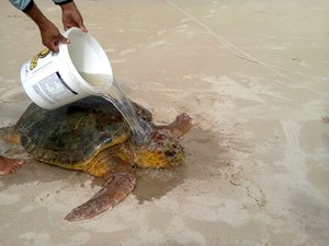 Tartaruga encalhada é resgatada com vida da praia de Coruripe