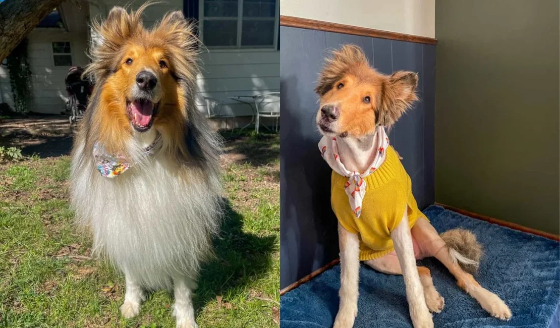 Cachorro paralisado por doença incurável comove a web em vídeo fofo