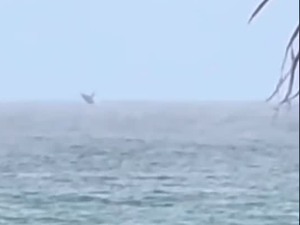 Baleia encanta banhistas com espetáculo raro na praia da Jatiúca