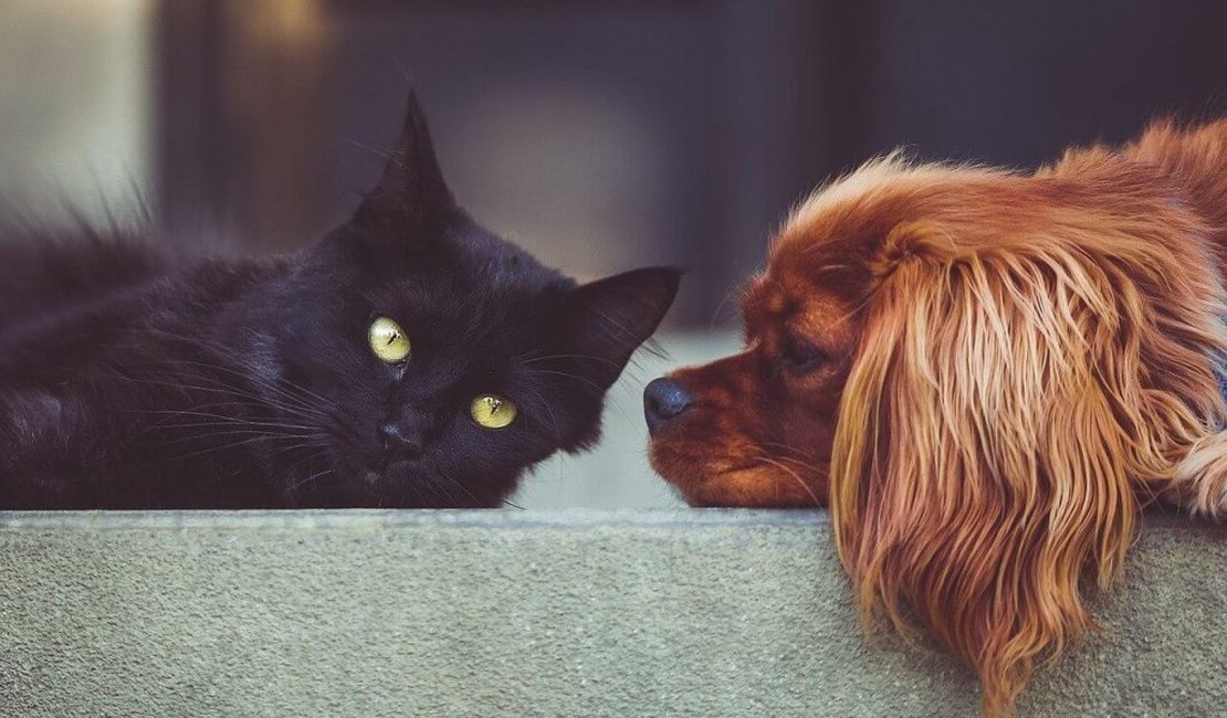 Cães e gatos começam a ser vacinados a partir desta quarta(20) em Arapiraca