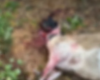 Nove ovelhas morrem após ataque de cães em Palmeira dos Índios