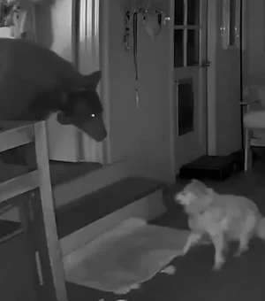 Cão idoso encara urso que invadiu casa enquanto dona dormia
