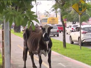 Vaca é flagrada “passeando” na Av. Durval de Góes Monteiro e causa tumulto em Maceió