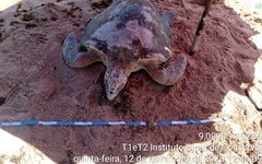 Tartaruga marinha morre na Praia de Japaratinga