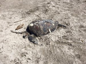 Tartaruga Verde é encontrada morta no Litoral Norte de Alagoas