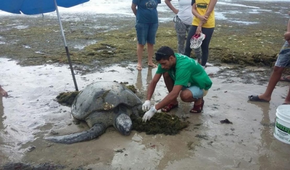 Tartaruga verde encalha na praia de Jatiúca, em Maceió