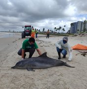 Boto-cinza é encontrado morto na areia da Praia da Avenida, em Maceió