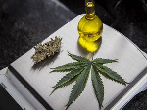 Uso da cannabis medicinal em Alagoas? Entenda o projeto aprovado na ALE