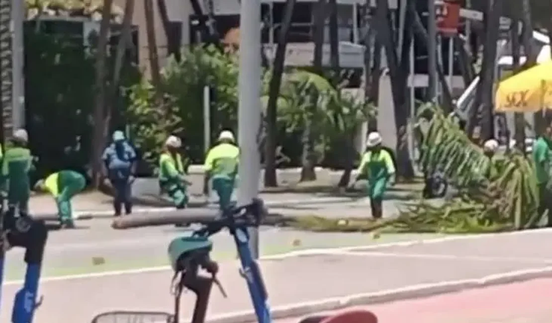 Coqueiro despenca na avenida Sílvio Viana e interdita trânsito na Ponta Verde
