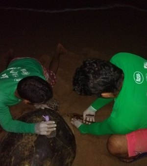 Biota registra desova de cinco tartarugas marinhas em praias da capital