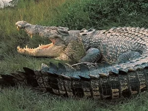 Australiano de 60 anos usa faca para se defender de ataque de crocodilo