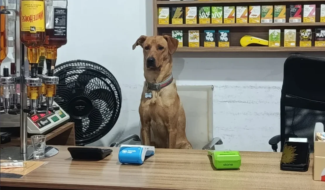 De cão de rua a funcionário do mês: conheça o vira-lata Antônio