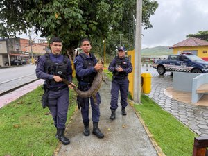 Família encontra jacaré na garagem de casa e aciona Guarda Municipal em Matriz de Camaragibe