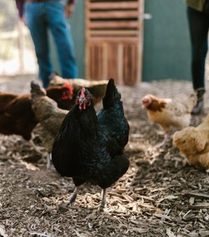 Ministério confirma 1º caso de gripe aviária em granja comercial no Brasil