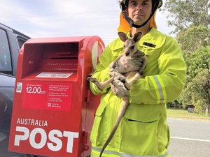 Bombeiros resgatam filhote de canguru colocado dentro de caixa do correio