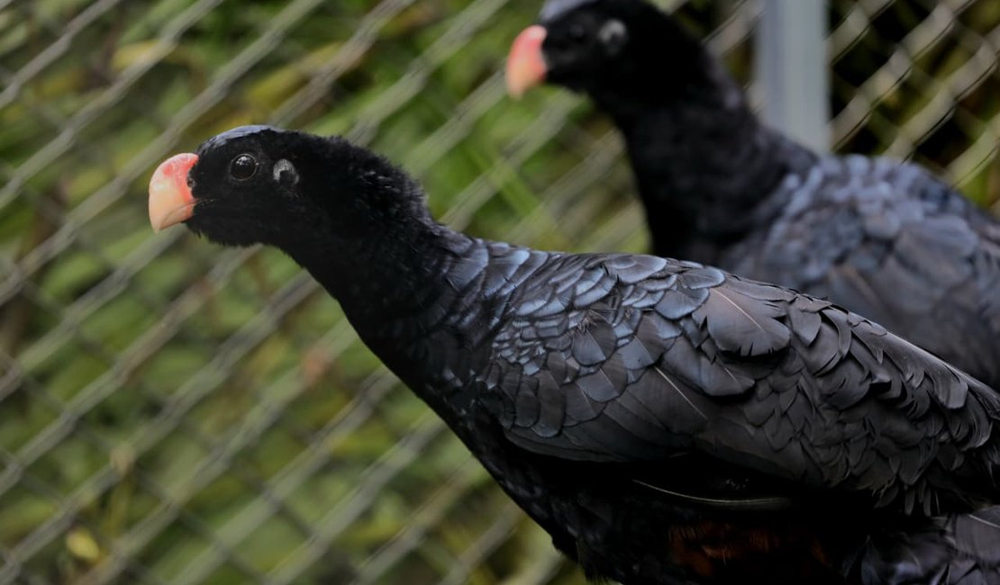 Mutuns-de-Alagoas chegam a reserva em Coruripe e passam por adaptação antes de soltura